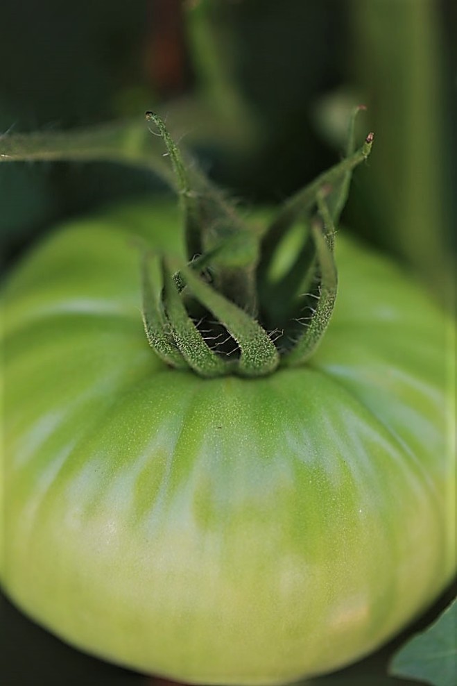 Judi-Castille-Home-grown-tomato